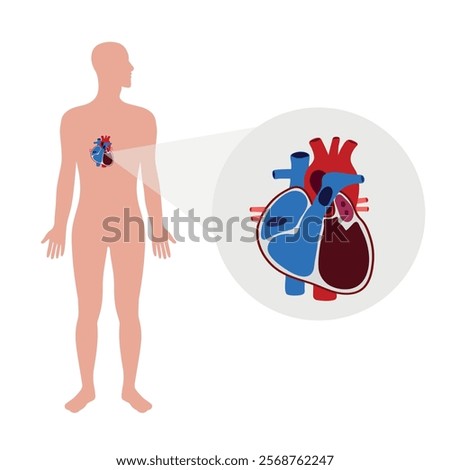 Human Heart Anatomy artery aorta capillary vein