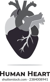 human heart. Heart anatomy. heart attack