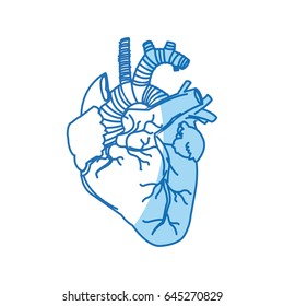 human heart - anatomy biology healthy image