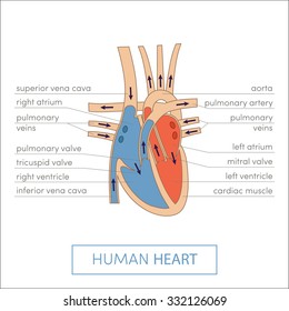The human heart anatomy. Cartoon vector illustration for medical atlas or educational textbook. Cross-section