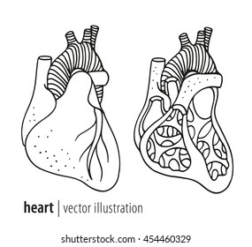Human heart anatomy, cross section, vector illustration isolated on white background