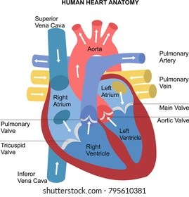 5,232 Pulmonary Valve Images, Stock Photos & Vectors | Shutterstock