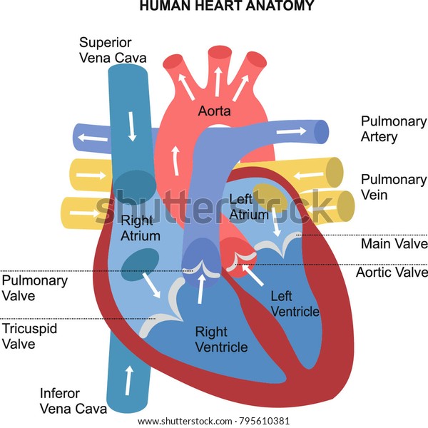 Human heart anatomy\
diagram