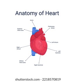 Human heart anatomy diagram vector illustration