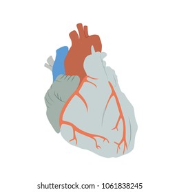 Human heart. Anatomy flat illustration. Colorful image, white background.