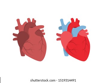 Human Heart Anatomy. Flat Style. Human Heart Illustration. Vector