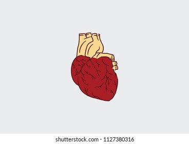 Human Heart Anatomy Illustration Vector for doctor, physician, nurse, medicine, medical, health, healthcare, drug, hospital, health, pharmacy, vaccine, dose, immune, immunization, heart.