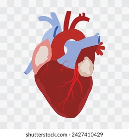 Human heart anatomy illustration. Human heart  vector, icon, logo design. vector illustration of human heart