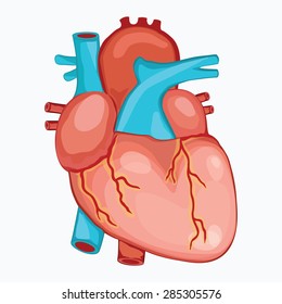 HUMAN HEART ANATOMY illustration vector