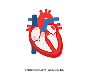 Human Heart Anatomy Internal Structure Diagram with Atrium Ventricle and Vessels