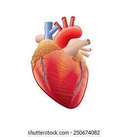 Human Heart Anatomy Isolated On White Photo-realistic Vector Illustration