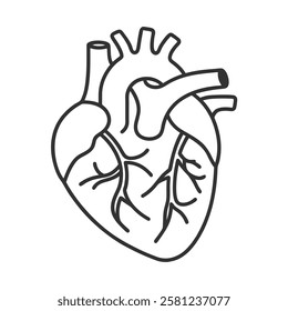 human heart anatomy linear icon