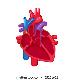 Human Heart Anatomy. Medical Science Vector Illustration. Internal Organ: Atrium And Ventricle, Aorta, Pulmonary Trunk, Valve And Vein. Education Illustration