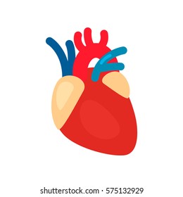 Human Heart Anatomy. Heart Medical Science Vector Illustration. Flat Vector Icon Isolated