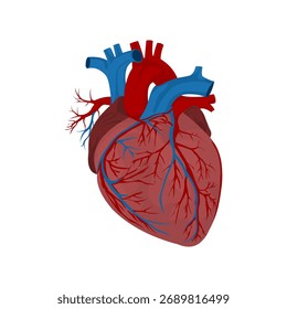 Modelo de anatomía del corazón humano aislado