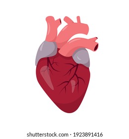 Human Heart Anatomy On White Background. Human Organ Icon. Vector Illustration.