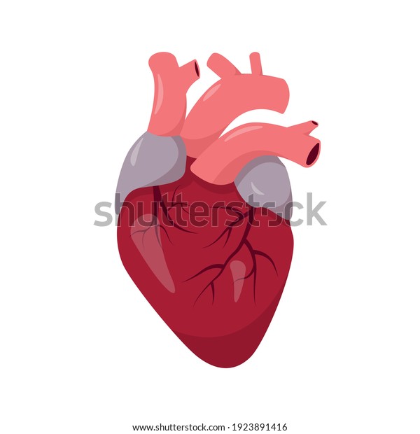 Human Heart Anatomy On White Background Stock Vector (Royalty Free ...