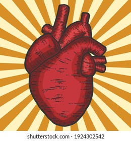 Human heart anatomy. Pop art, sketch scratch board imitation.