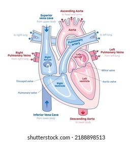 Human Heart Anatomy Heart Heart Process Stock Vector (Royalty Free ...