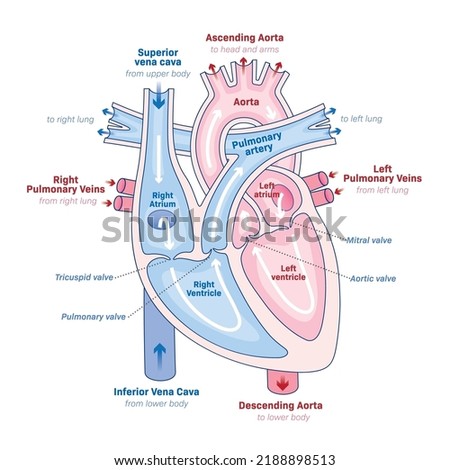 Human Heart, Anatomy of the Heart, The Heart process, Circulatory system, Blood Flow, illustration
