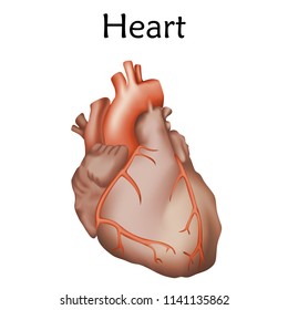 Human heart. Anatomy realistic vector illustration. White background.
