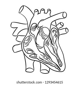 Human heart anatomy in section. Human heart anatomically correct hand drawn line art and dotwork.  Heart - sketch isolated on white background. Vector simple heart sign. Vector illustration. Freehand 