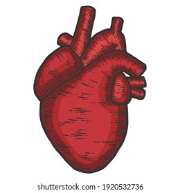 Human Heart Anatomy. Sketch Scratch Board Imitation.