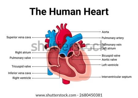 The human heart anatomy structure for education 