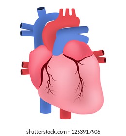 Human heart anatomy vector