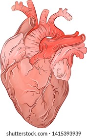 human heart anatomy vector 3D