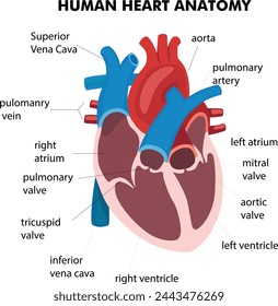 Human Heart Anatomy Vector Art Donwload