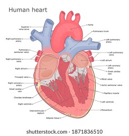 Heart Diagram Hd Stock Images Shutterstock