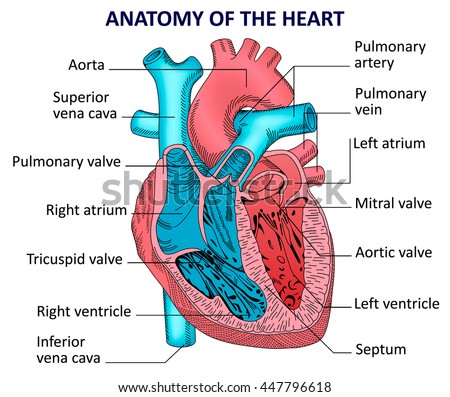 Human Heart Diagram Anatomy Picture Valves  Arteries