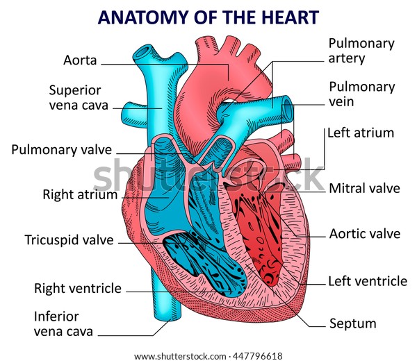 Human Heart Anatomy Vector Diagram Stock Vector (Royalty ...