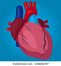 Human Heart anatomy vector illustration 