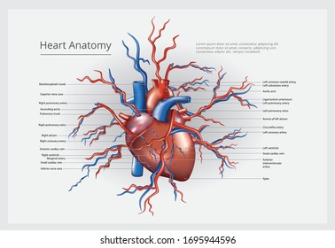 Human Heart Anatomy Vector Illustration