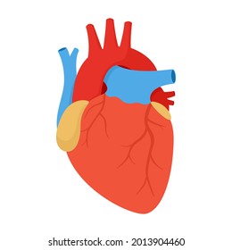 Human heart anatomy. Vector illustration of human internal organ isolated on white background.