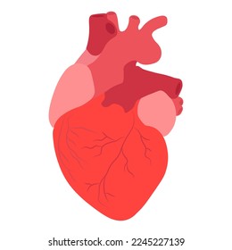 El corazón humano. Anatomía. Ilustración vectorial.