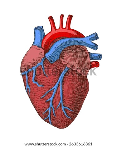 Human heart anatomy vector illustration.