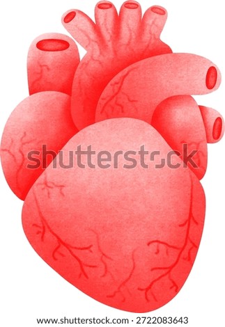 Human Heart Anatomy Vector Illustration