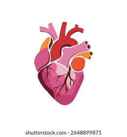Vector humano de la anatomía del corazón, aislado en el fondo blanco