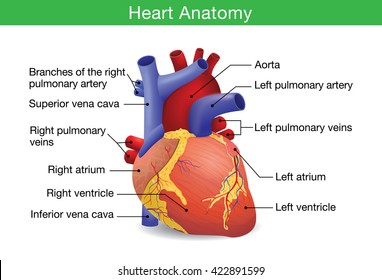 Human heart anatomy vector isolated on white background. This illustration about medical and health care.