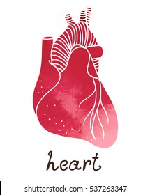 Human Heart Anatomy, Vector Watercolor Illustration With Handwriting Text Isolated On White Background