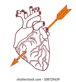 Human heart with arrow. Vector illustration.