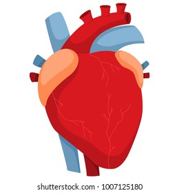 Human heart with arteries and valves. Vector cartoon illustration of anatomy internal organ isolated on white background.