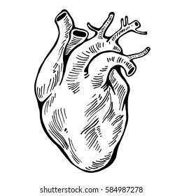 Human Heart Drawing Images Stock Photos Vectors Shutterstock