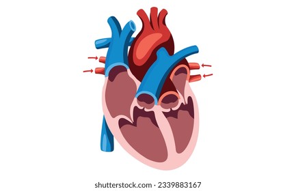 Human Heart Blood Flow Cell Line Art Vector and Illustration Design