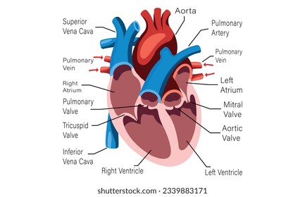 Human Heart Blood Flow Cell Line Art Vector and Illustration Design