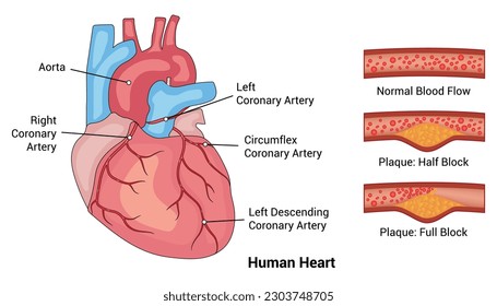 Human Heart Blood Flow Vector Design