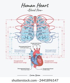 Corazón humano - ilustración vectorial de flujo sanguíneo. Ilustración dibujada a mano de la anatomía del corazón humano. Diagrama educativo que muestra el flujo sanguíneo con las partes principales etiquetadas. Ilustración vectorial fácil de editar
